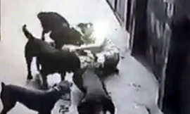 Gần 800 người bị chó dại cắn