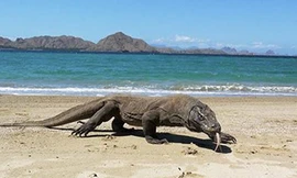 Rồng Komodo.