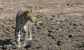 Nhiếp ảnh gia Marco Ansón trong khi khám phá thiên nhiên ở khu vực Savuti của Công viên quốc gia Chobe ở Botswana đã ghi lại được những hình ảnh thú vị về màn săn giết cá đỉnh cao của báo đốm. (Nguồn Africa Geographic)