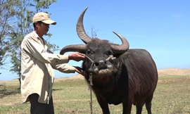 Trâu 3 sừng độc nhất miền Tây. Ảnh: Cửu Long