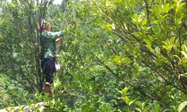 Cành chanh nhỏ, quả ở xa nên khi hái, bà Hoàng Pham phải đứng trên hai thanh tre kê vào thang và thân cây. Ảnh: Hồng Vân