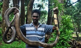 Hổ chúa vùng Western Ghats. 