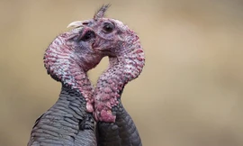 Cặp gà tây hoang dã quyết chiến với nhau trong vòng hơn 20 phút trên bãi cỏ ở bang Montana, Mỹ. Chúng dùng mỏ để mổ vào mặt nhau, thỉnh thoảng tung cánh để thực hiện những cú đá chí mạng vào đối thủ.