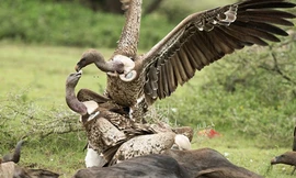 Cuộc chiến tranh mồi khốc liệt của những con kền kền đã lọt vào ống kính của Roie.