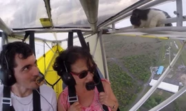 Chú mèo sống sót thần kì sau khi lạc trên cánh máy bay