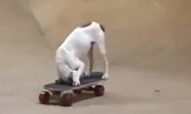 Ngạc nhiên với màn lướt ván cực đỉnh của chú chó