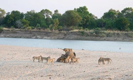 Mục kích voi trẻ đánh bật 12 sư tử, mở đường máu