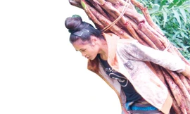 Cỏ máu gùi ra khỏi rừng ở Trường Sơn.