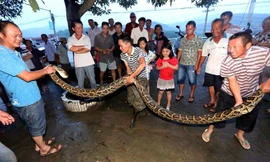 Con trăn tấn công ông Xie. (Nguồn: CCTV) 