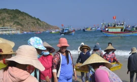 Đầu năm, ngư dân trúng đậm mẻ cá cơm