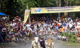 Khoảng 30.000 người xem đua bò Bảy Núi