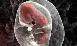 Phát hiện hơn 150 phôi người lai thú