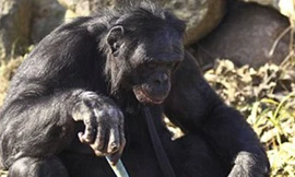 Tinh tinh chat Skype như người