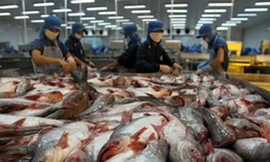 Người nuôi cá tra bắt đầu có lãi