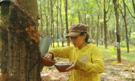 Công nhân lao đao vì giá cao su “tụt dốc”