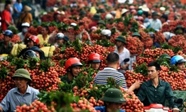 Quốc lộ 31 chạy xuyên qua vựa vải Lục Ngạn (Bắc Giang) thường xuyên tắc nghẽn vì xe tải, xe thồ chở vải quá đông. Ảnh: Nguyễn Đoàn