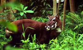 Phát hiện 99 loài mới ở Việt Nam