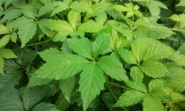 Sản phẩm viên Giảo cổ lam và do GS.TS. Phạm Thanh Kỳ nghiên cứu và chuyển giao sản xuất tại Việt Nam vừa được Viện hoá Quốc gia hoàn thiện quy trình chiết xuất và tìm ra chất adenosin. Nguyên liệu được thu hái trực tiếp trên những vùng núi cao hoang dã củ