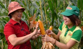 Ngô biến đổi gen là lựa chọn thích hợp cho Việt Nam