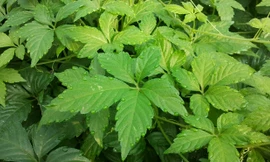 Trà thảo dược - Văn hoá uống trà mới của người Việt