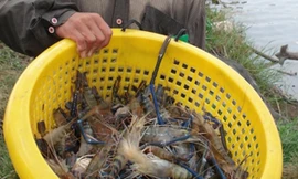 Tôm càng xanh thu hoạch trong vườn dừa. ẢNH: Ngọc Huyền