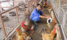 Chăn nuôi gia cầm đang liêu xiêu do giá thấp, thua lỗ. ảnh: quý đức