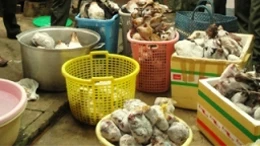 Siết nhập khẩu động vật để chặn dịch Ebola