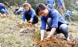 ĐVTN trồng cây trong Tháng Thanh niên 2014 tại Hòa Bình. ảnh: xuân tùng
