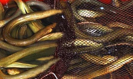 Lươn trong bồn không có bùn. ẢNH: NGỌC HUYỀN