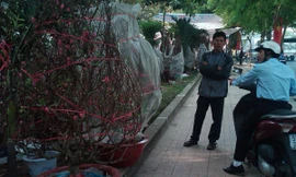 Người dân Sài Gòn chọn đào tết đi biếu. Ảnh: Long Nguyễn
