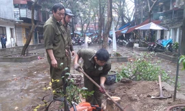 Công nhân Công ty công viên cây xanh Hà Nội thu dọn hiện trường cây sưa đỏ bị cưa trộm