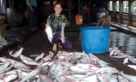 Nụ cười của người bán cá tra. Ảnh: Sáu Nghệ