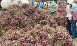 Hành tím tồn đọng trong dân. Ảnh: Ngọc Duyên