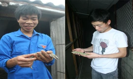 Ngọc Văn Viên và Hoàng Văn Vui nâng niu những con tắc kè