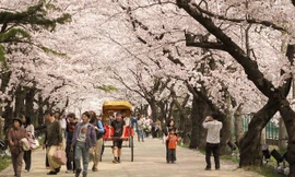 Đông đảo du khách đến Nhật Bản mùa hoa anh đào nở. Ảnh: hà Anh