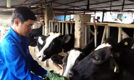 Phong chăm sóc bò sữa