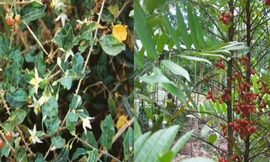 Cây Cà gai leo và Mật nhân, hai nguyên liệu chính của Giải độc gan Tuệ Linh