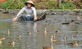 Ông Lê Văn Lắm người đưa le le về nuôi ngay giữa TP Rạch Giá