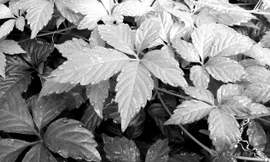 Cây Giảo cổ lam vừa được Viện hoá Quốc gia hoàn thiện quy trình chiết xuất và tìm ra chất adenosin. Nguyên liệu được thu hái trực tiếp trên những vùng núi cao hoang dã của Việt Nam có hàm lượng hoạt chất rất cao