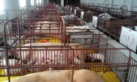 Chuồng lợn nái ở trang trại tại Trấn Yên của Cty CP