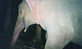 Voi ở rừng Quốc gia Pù Mát (ảnh do Vườn QG Pù Mát cung cấp.