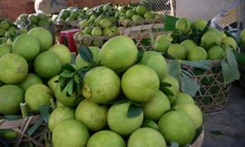 Bưởi Năm Roi. Ảnh: Ngọc Huyền