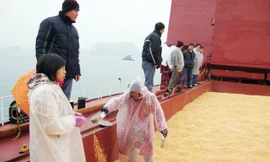 Là nước nông nghiệp nhưng mỗi năm Việt Nam phải bỏ ra 4 tỷ USD để nhập khẩu thức ăn chăn nuôi