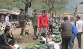 Dưa hấu thải loại, đổ đâu?