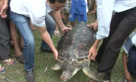 Rùa biển quý hiếm lạc vào đầm