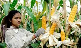 Phát triển cây ngô ở ĐBSCL