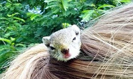 Nuôi sóc trong tóc