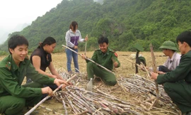 Chiến sĩ Biên phòng giúp đồng bào Cao Bằng thu hoạch mía. Ảnh: Nguyễn Minh