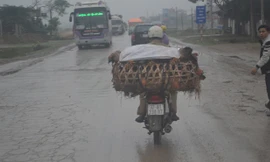 Chiếc xe máy chở khoảng 100 con gà đang lưu thông trên quốc lộ 1A từ Thanh Hóa vào Nghệ An