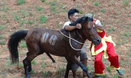 Hùng dũng ra sới đấu. Ảnh : L.A